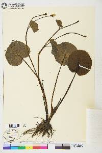 Caltha palustris image