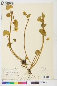 Caltha palustris var. asarifolia image