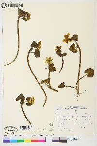 Caltha palustris image