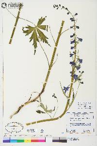 Delphinium glaucum image