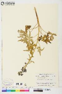 Delphinium glaucum image