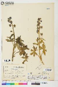 Delphinium glaucum image