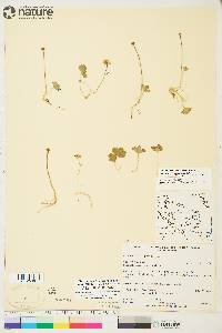 Coptidium lapponicum image