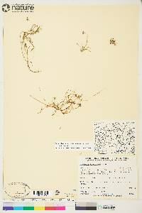 Ranunculus hyperboreus subsp. hyperboreus image