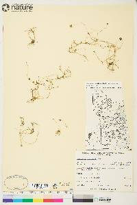 Ranunculus hyperboreus subsp. hyperboreus image