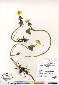 Caltha palustris image