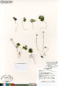 Coptidium lapponicum image