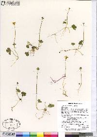 Coptidium lapponicum image