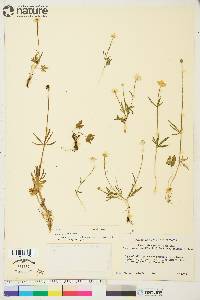 Ranunculus pedatifidus var. affinis image