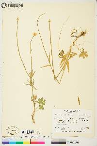 Ranunculus pedatifidus var. affinis image