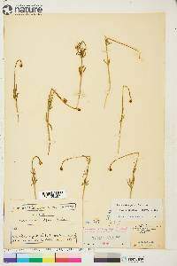 Ranunculus pedatifidus image