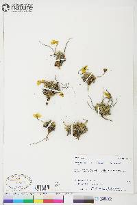 Papaver radicatum image