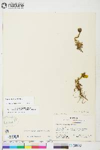 Papaver radicatum subsp. polare image