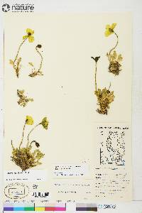 Papaver radicatum image