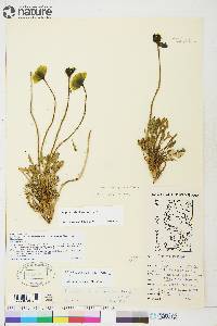 Papaver radicatum image