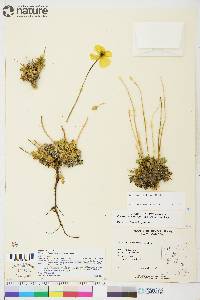 Papaver radicatum subsp. polare image