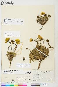 Papaver radicatum subsp. polare image