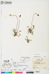 Papaver hultenii image