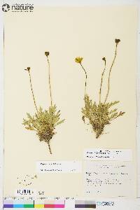 Papaver hultenii image