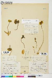 Papaver hultenii image