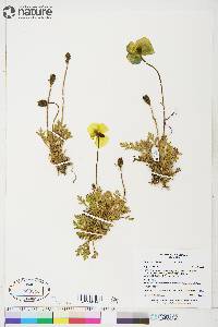 Papaver hultenii image