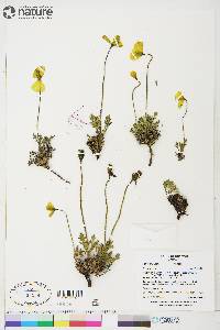 Papaver hultenii image