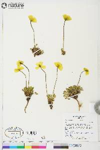 Papaver hultenii image