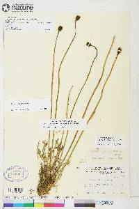 Papaver hultenii image