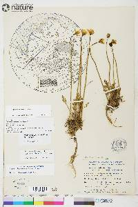 Papaver hultenii image