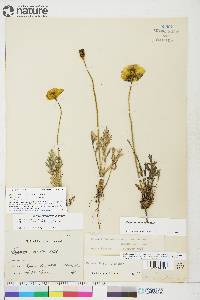 Papaver hultenii image