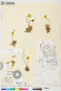 Papaver hultenii image