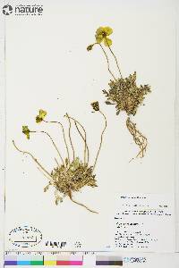 Papaver hultenii image