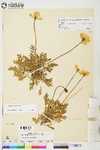 Papaver hultenii image