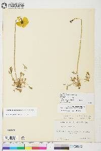 Papaver radicatum subsp. radicatum image