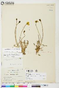 Papaver radicatum subsp. radicatum image