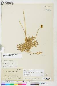 Papaver radicatum image