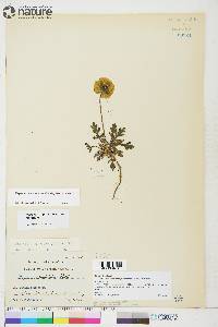 Papaver radicatum subsp. radicatum image