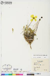 Papaver radicatum subsp. radicatum image