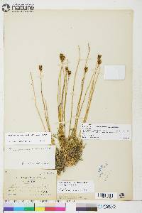 Papaver radicatum subsp. radicatum image