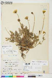 Papaver radicatum subsp. radicatum image