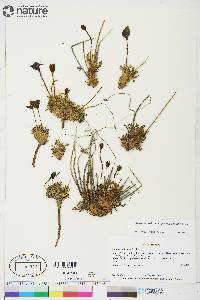 Papaver radicatum subsp. radicatum image