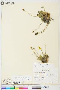 Papaver radicatum subsp. radicatum image