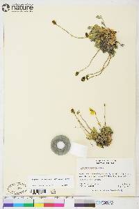 Papaver radicatum subsp. radicatum image