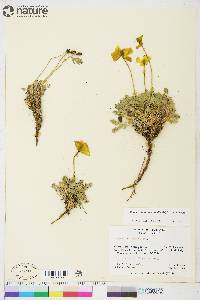 Papaver radicatum subsp. radicatum image