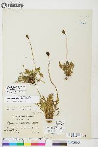 Papaver radicatum subsp. radicatum image