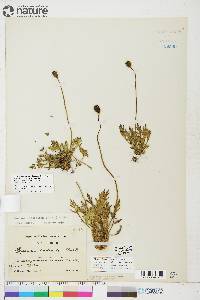 Papaver radicatum subsp. radicatum image