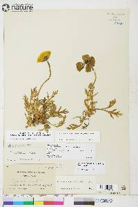 Papaver radicatum subsp. radicatum image