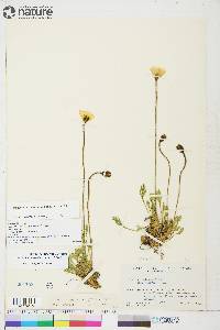 Papaver radicatum subsp. radicatum image