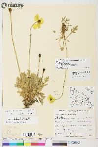 Papaver radicatum image