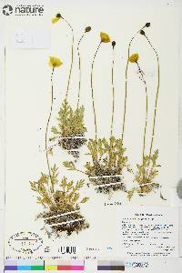 Papaver radicatum subsp. radicatum image